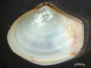  ( - HMSC174_03913)  @11 [ ] by-nc-sa  Unspecified Huntsman Marine Science Centre