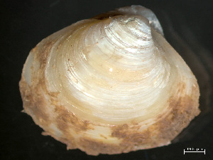  ( - HMSC174_03933)  @11 [ ] by-nc-sa  Unspecified Huntsman Marine Science Centre