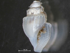  (Curtitoma incisula - HMSC174_04020)  @11 [ ] by-nc-sa  Unspecified Huntsman Marine Science Centre