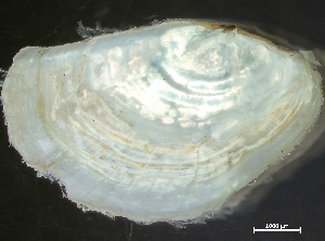  ( - HMSC174-04128)  @11 [ ] by-nc-sa  Unspecified Huntsman Marine Science Centre