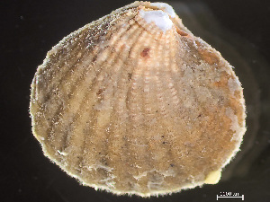  ( - HMSC174-04228)  @11 [ ] by-nc-sa  Unspecified Huntsman Marine Science Centre