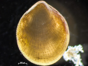  ( - HMSC174-04230)  @11 [ ] by-nc-sa  Unspecified Huntsman Marine Science Centre