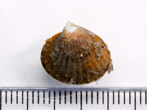  ( - HMSC174-04231)  @11 [ ] by-nc-sa  Unspecified Huntsman Marine Science Centre