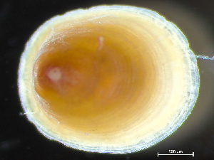  ( - HMSC174-04235)  @11 [ ] by-nc-sa  Unspecified Huntsman Marine Science Centre