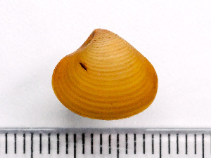  (Astarte vaigati - HMSC174-04250)  @11 [ ] by-nc-sa  Unspecified Huntsman Marine Science Centre