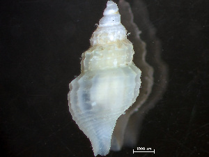  (Propebela concinnula - HMSC174-04256)  @11 [ ] by-nc-sa  Unspecified Huntsman Marine Science Centre