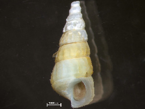  ( - HMSC174-04257)  @11 [ ] by-nc-sa  Unspecified Huntsman Marine Science Centre