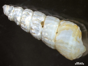  ( - HMSC174-04258)  @11 [ ] by-nc-sa  Unspecified Huntsman Marine Science Centre