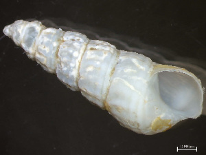  ( - HMSC174-04258)  @11 [ ] by-nc-sa  Unspecified Huntsman Marine Science Centre