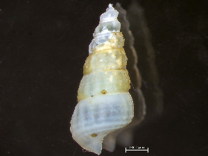  ( - HMSC174-04259)  @11 [ ] by-nc-sa  Unspecified Huntsman Marine Science Centre