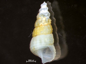  ( - HMSC174-04259)  @11 [ ] by-nc-sa  Unspecified Huntsman Marine Science Centre