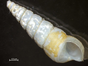  ( - HMSC174-04260)  @11 [ ] by-nc-sa  Unspecified Huntsman Marine Science Centre