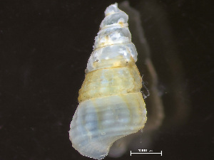  ( - HMSC174-04261)  @11 [ ] by-nc-sa  Unspecified Huntsman Marine Science Centre