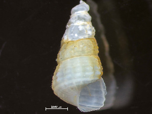  ( - HMSC174-04261)  @11 [ ] by-nc-sa  Unspecified Huntsman Marine Science Centre