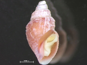  ( - HMSC174-04265)  @11 [ ] by-nc-sa  Unspecified Huntsman Marine Science Centre