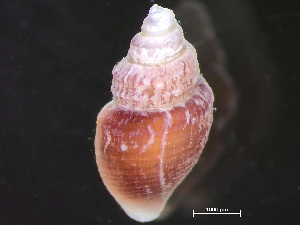  ( - HMSC174-04265)  @11 [ ] by-nc-sa  Unspecified Huntsman Marine Science Centre