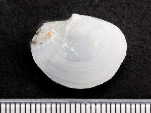  ( - HMSC174-04331)  @11 [ ] by-nc-sa  Unspecified Huntsman Marine Science Centre