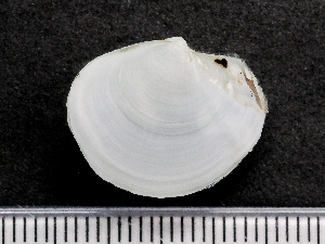  ( - HMSC174-04332)  @11 [ ] by-nc-sa  Unspecified Huntsman Marine Science Centre