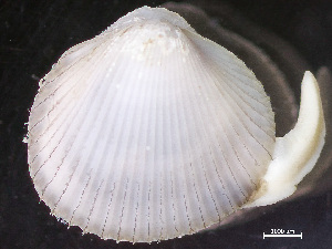  ( - HMSC174_04387)  @11 [ ] by-nc-sa  Unspecified Huntsman Marine Science Centre