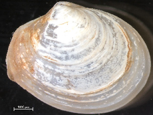  ( - HMSC174-04409)  @11 [ ] by-nc-sa  Unspecified Huntsman Marine Science Centre