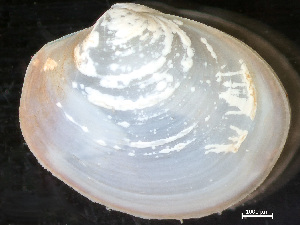  ( - HMSC174-04412)  @11 [ ] by-nc-sa  Unspecified Huntsman Marine Science Centre