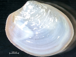  ( - HMSC174-04413)  @11 [ ] by-nc-sa  Unspecified Huntsman Marine Science Centre