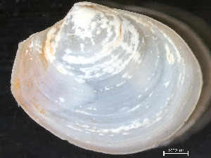  ( - HMSC174-04414)  @11 [ ] by-nc-sa  Unspecified Huntsman Marine Science Centre