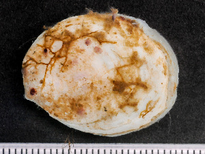  ( - NSRAS25-211)  @11 [ ] by-nc-sa  Unspecified Huntsman Marine Science Centre