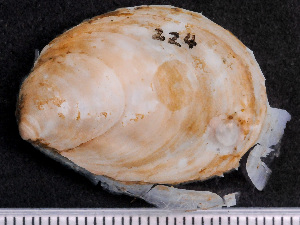  ( - NSRAS25-224)  @11 [ ] by-nc-sa  Unspecified Huntsman Marine Science Centre