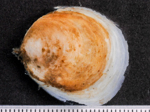  ( - NSRAS25-231A)  @11 [ ] by-nc-sa  Unspecified Huntsman Marine Science Centre