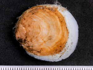  ( - NSRAS25-231B)  @11 [ ] by-nc-sa  Unspecified Huntsman Marine Science Centre