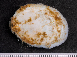  ( - NSRAS25-243A)  @11 [ ] by-nc-sa  Unspecified Huntsman Marine Science Centre