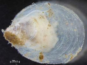  ( - NSRAS25-243B)  @11 [ ] by-nc-sa  Unspecified Huntsman Marine Science Centre