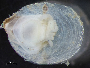  ( - NSRAS25-243B)  @11 [ ] by-nc-sa  Unspecified Huntsman Marine Science Centre