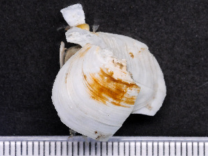  (Thraciidae - HMSC174_04376)  @11 [ ] by-nc-sa  Unspecified Huntsman Marine Science Centre