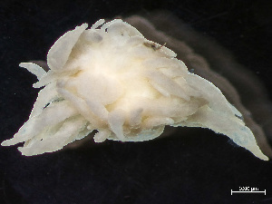  ( - NSRAS25-074A)  @11 [ ] by-nc-sa  Unspecified Huntsman Marine Science Centre