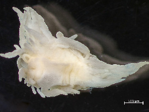  ( - NSRAS25-074A)  @11 [ ] by-nc-sa  Unspecified Huntsman Marine Science Centre