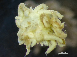  ( - NSRAS25-074B)  @11 [ ] by-nc-sa  Unspecified Huntsman Marine Science Centre