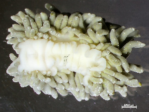  ( - HMSC174-01534)  @11 [ ] by-nc-sa  Unspecified Huntsman Marine Science Centre