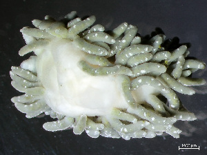  ( - HMSC174-01534)  @11 [ ] by-nc-sa  Unspecified Huntsman Marine Science Centre