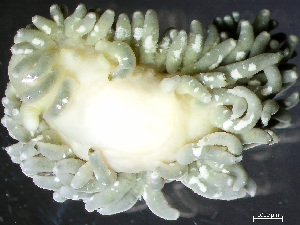  ( - HMSC174-01535)  @11 [ ] by-nc-sa  Unspecified Huntsman Marine Science Centre