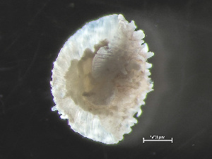  ( - HMSC174-00040)  @11 [ ] by-nc-sa  Unspecified Huntsman Marine Science Centre