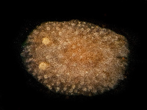 ( - HMSC174-00040)  @11 [ ] by-nc-sa  Unspecified Huntsman Marine Science Centre