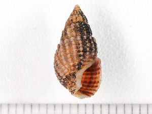  ( - HMSC174-00428)  @11 [ ] by-nc-sa  Unspecified Huntsman Marine Science Centre