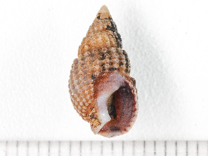  ( - HMSC174-00430)  @11 [ ] by-nc-sa  Unspecified Huntsman Marine Science Centre