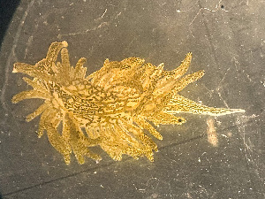  ( - NSRAS25-074A)  @11 [ ] by-nc-sa  Unspecified Huntsman Marine Science Centre