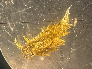  ( - NSRAS25-074B)  @11 [ ] by-nc-sa  Unspecified Huntsman Marine Science Centre