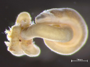  (Lineus sanguineus - HMSC174-01673)  @11 [ ] by-nc-sa  Unspecified Huntsman Marine Science Centre
