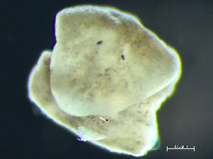  (Euplana - HMSC174_02956)  @11 [ ] by-nc-sa  Unspecified Huntsman Marine Science Centre