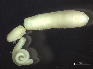  (Lineus pallidus - HMSC174_03175)  @11 [ ] by-nc-sa  Unspecified Huntsman Marine Science Centre